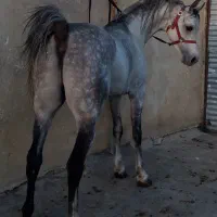 سیلمی عرب وارداتی|اسب و تجهیزات اسبسواری|گلپایگان, |دیوار