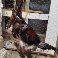 جوجه لاری خروس