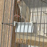 دو عدد قناری سفیدنر و یک عددسفید آهویی ماده|پرنده|کازرون, |دیوار