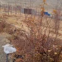 باغچه|فروش دفتر صنعتی، کشاورزی، تجاری|سیلوانه, |دیوار