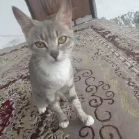 واگذاری رایگان گربه|گربه|ماسال, |دیوار