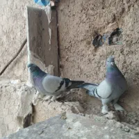 سبز هل پادر بزن|پرنده|مرودشت, ثبت احوال|دیوار