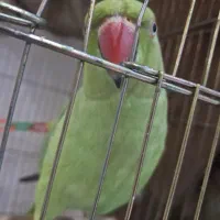 طوطی ملنگو ماده|پرنده|فردیس, فردیس|دیوار