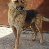 سگ ژرمن