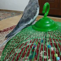 فروش یک عدد عروس هلندی|پرنده|املش, |دیوار