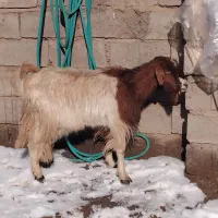 بزچاق جوان  شش نهصد|حیوانات مزرعه|تایباد, |دیوار