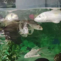 ماهی کوی|ماهی|تهران, تهرانسر شمالی|دیوار