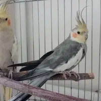 دو عدد عروس هلندی