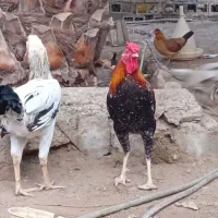 تخم مرغ نطفه دار مرغ خروس جوجه|حیوانات مزرعه|بندرعباس, |دیوار