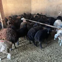 ۵۵راس بره نر و ماده بومی|حیوانات مزرعه|قم, شهرک امام حسین|دیوار