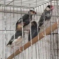 جفت نرگسی بلبلی با چهار جوجه|پرنده|اهواز, معین زاده|دیوار