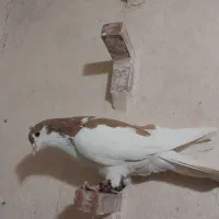 کفترپرشی بوم|پرنده|مشهد, چهاربرج|دیوار