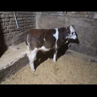 گوساله گوساله نر گوساله ماده  گاو بز بره میش