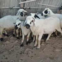 قوچ|حیوانات مزرعه|میناب, |دیوار