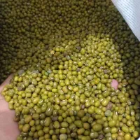 لوبیا.ماش.باقله