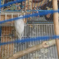 مرغ عشق سفید هلندی