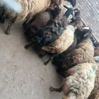 ۱۳ راس گوسفند قزل افشار بره دار