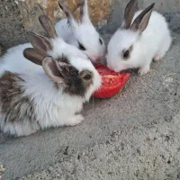 4عدد بچه خرگوش