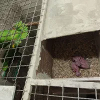 جفت مولد آمازون