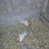 کفتر|پرنده|قم, شهر قائم|دیوار