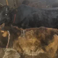 گاو گوساله لیشه گوساله ماده|حیوانات مزرعه|صومعه‌سرا, |دیوار