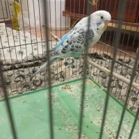 مرغ عشق|پرنده|شازند, |دیوار