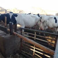 چندعددگاو شیری همه آبستن بالا شکم دومم.|حیوانات مزرعه|بردسکن, |دیوار