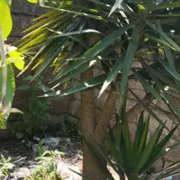 فروش یوکا پالم سیکاس