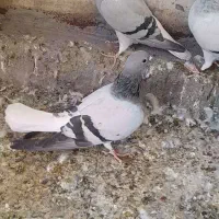 نر و ماده دمسفید