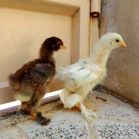 ۲عدد جوجه برهما لایت و پاتریچ