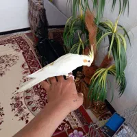 سه عدد عروس هلندی|پرنده|شیراز, کرونی(خاتونک)|دیوار