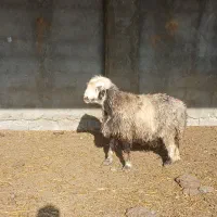 میش وبره|حیوانات مزرعه|فولادشهر, A2|دیوار