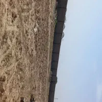 زمین فروشی ب متراژ ۴۸۰۰ متر، واقع در روستای میامی|فروش زمین و ملک کلنگی|رضویه, |دیوار