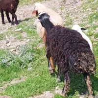 یک دانه کاور میچکه گوشتی کیلو 355 هزار