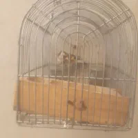 سهره فروش یامعاوضه|پرنده|شیراز, کرونی(خاتونک)|دیوار