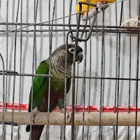 طوطی گرینچیگ مست مست حلقه دار سالونی|پرنده|هندیجان, |دیوار