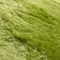 قالیچه|فرش|اصفهان, عسگریه|دیوار