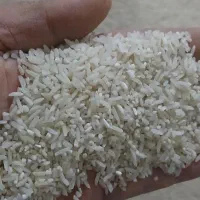 کشت دوم برنج فوق‌العاده ۲۸۵ت سرلاشه ۱۷۵ هاشمی|خوردنی و آشامیدنی|بابکان, |دیوار