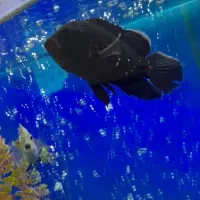 ماهی سیاە اسکار|ماهی|مهاباد (آذربایجان غربی), |دیوار