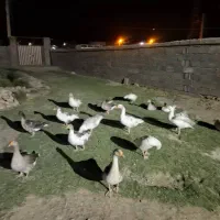 غاز|حیوانات مزرعه|بروجرد, |دیوار