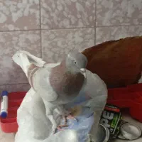کبوتر یا کفتر|پرنده|قم, شهرک امام حسین|دیوار
