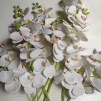 ارکیده سفید