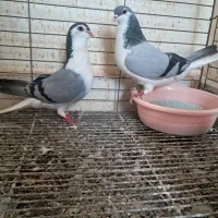 نروماده طاقی دم گیر