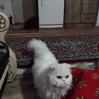 گربه پرشین|گربه|اردبیل, |دیوار