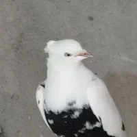 کبوتر طوقی شیرازی بردار اصل ودمبی زیرو رو قفل|پرنده|بختگان, |دیوار