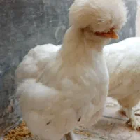 جوجه سلطان چهار عدد