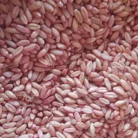 گندم بذری دیم