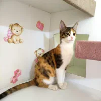 استخدام کارمند کارگر ساده شیفت صبح پانسیون گربه