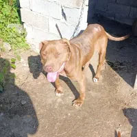 پیتبول بولی ماده ۲ساله توله دهی خوب سگ بینظیر