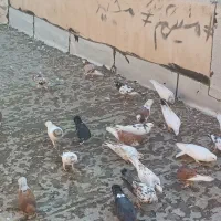 20عدد کفتر غریب گیری